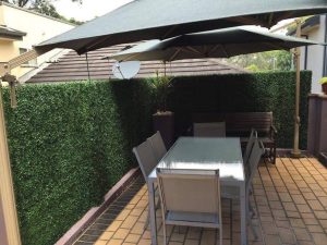 Boxwood Economy Hedge