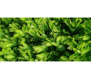Fern Hedge